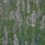 img_1847