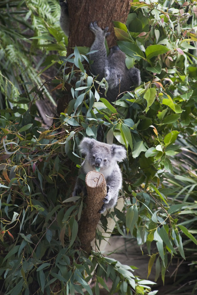 Koala Bears at Taronga Zoo