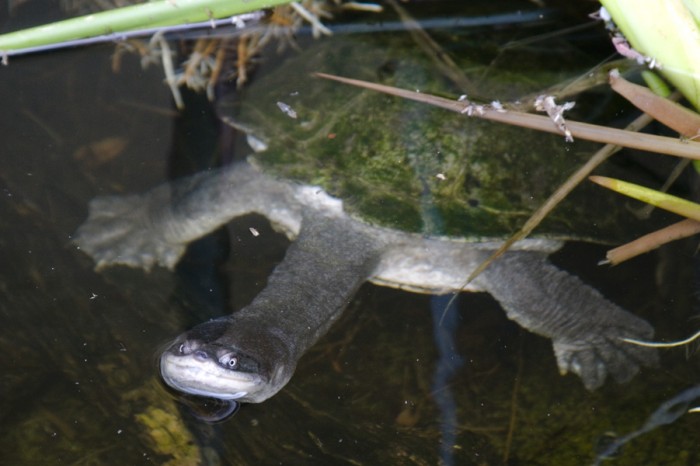 Eastern Snaked-Necked Turtle